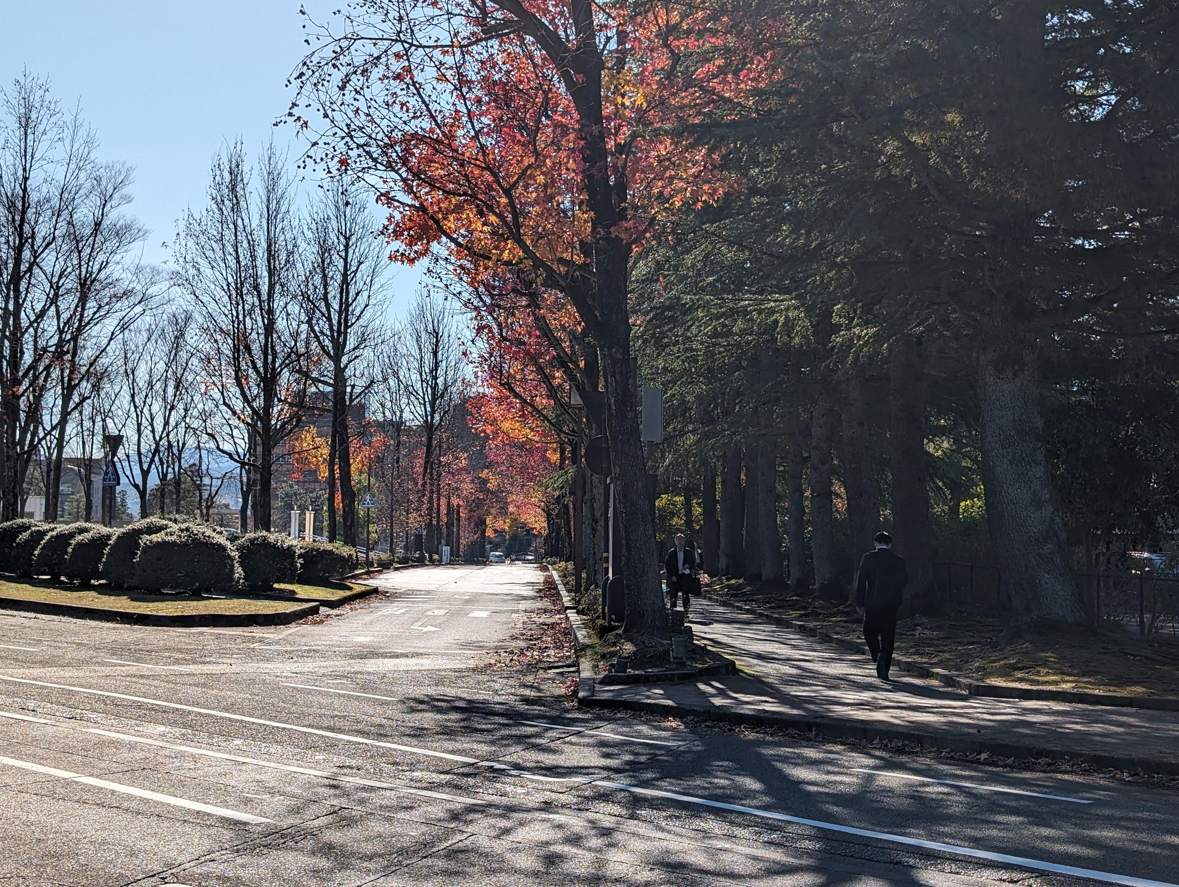 アメリカ楓通り