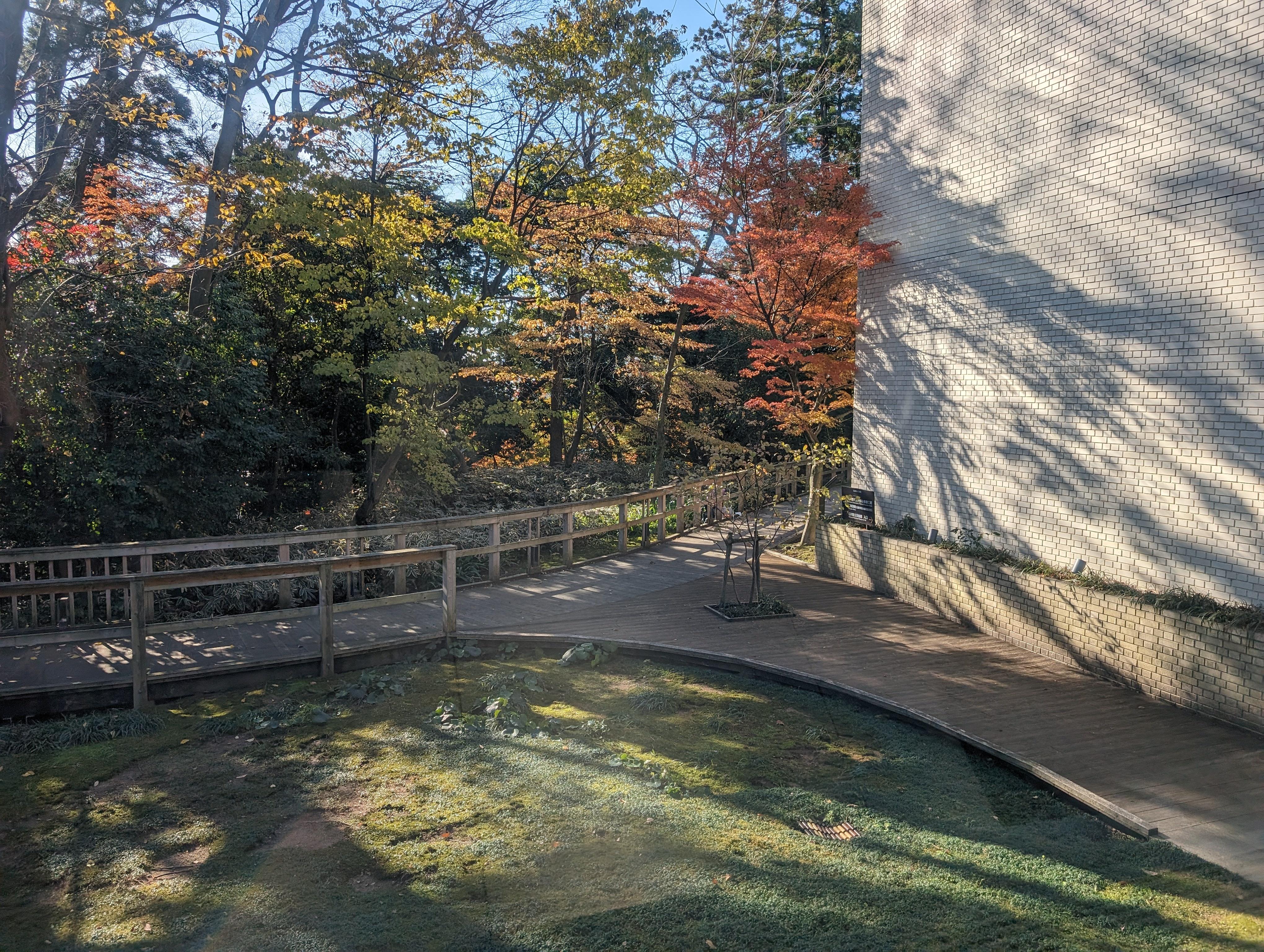 窗外庭園有株小楓樹