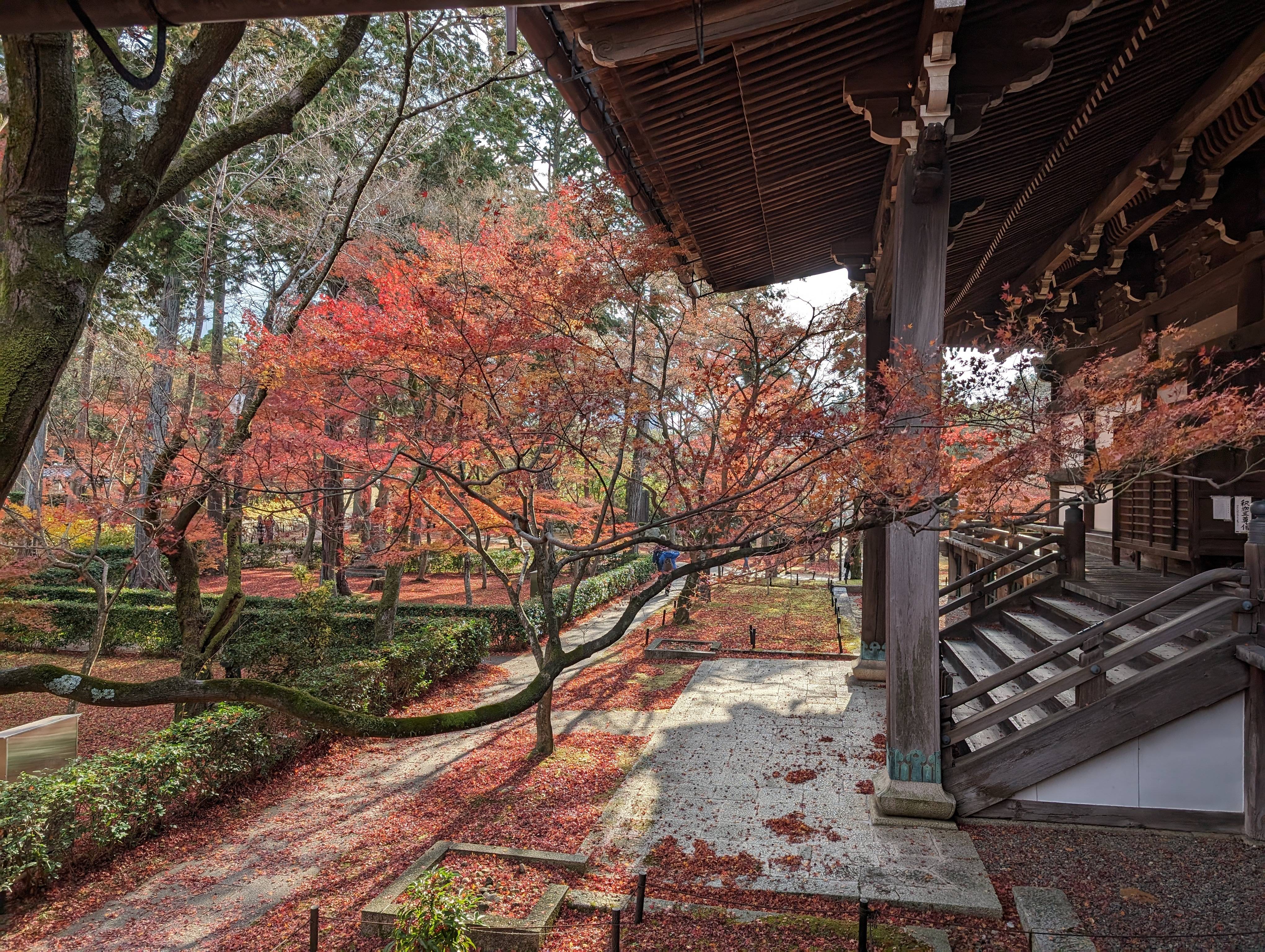 本堂與紅葉