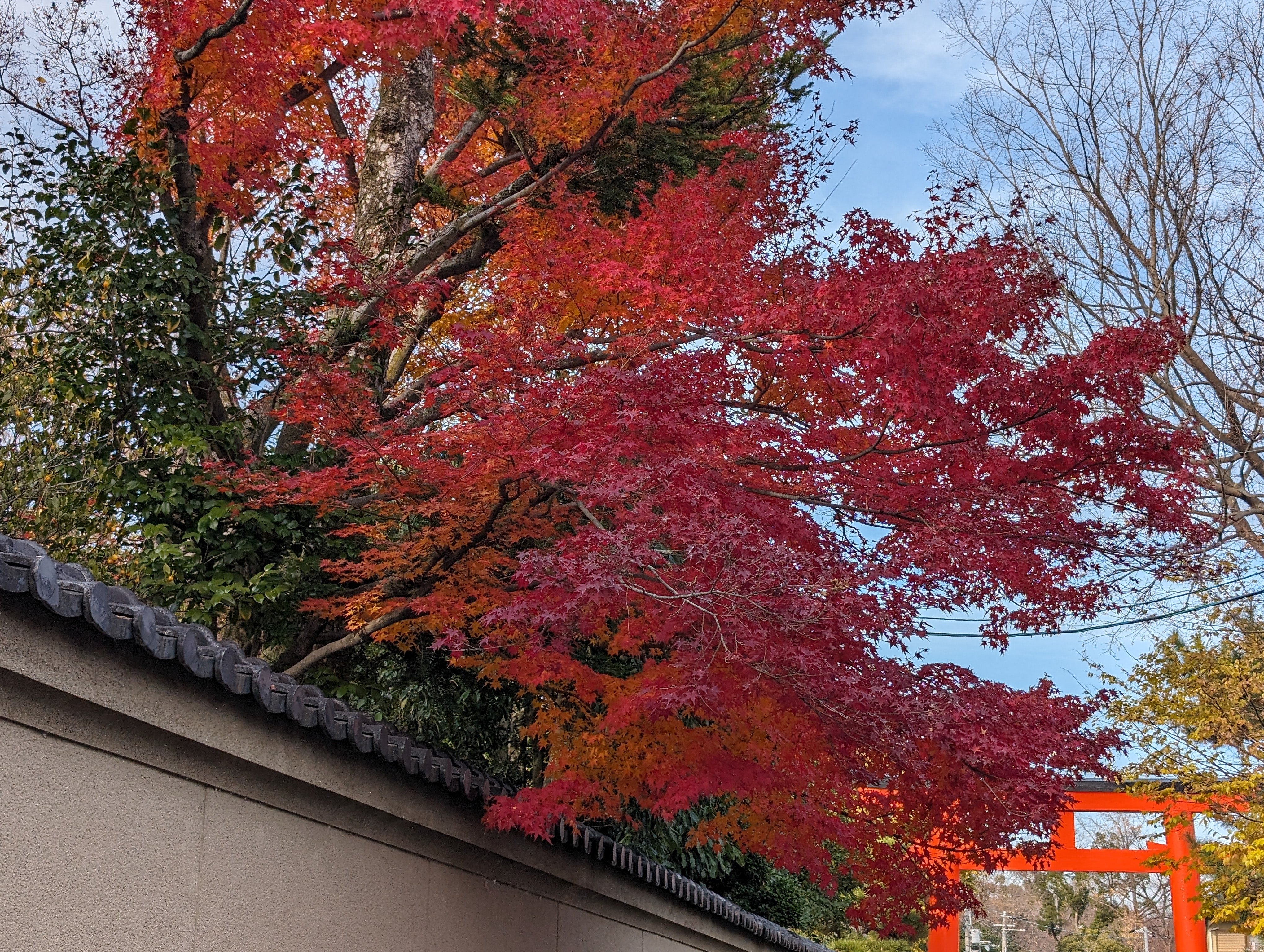 紅葉與鳥居