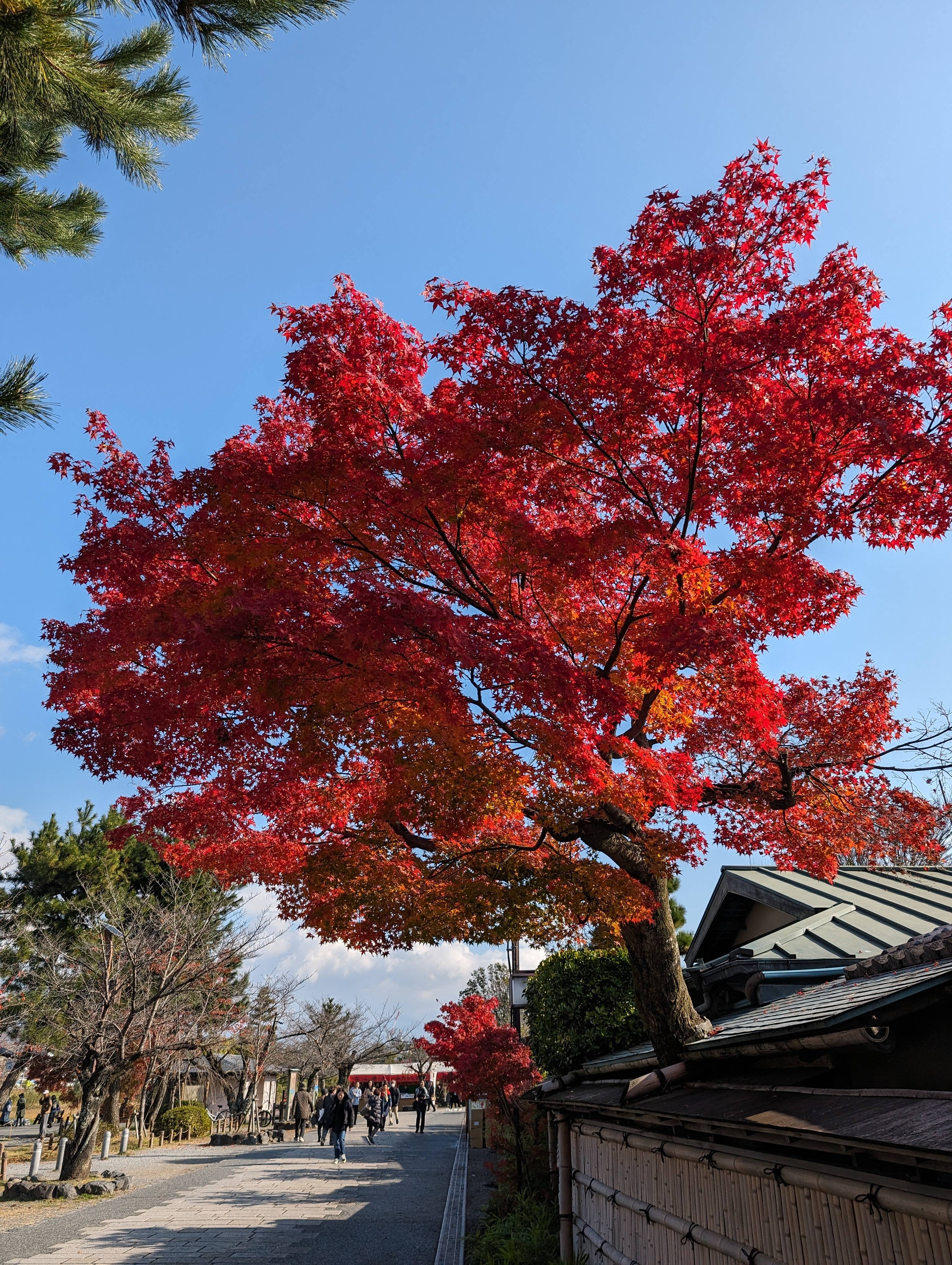 中之島公園紅葉
