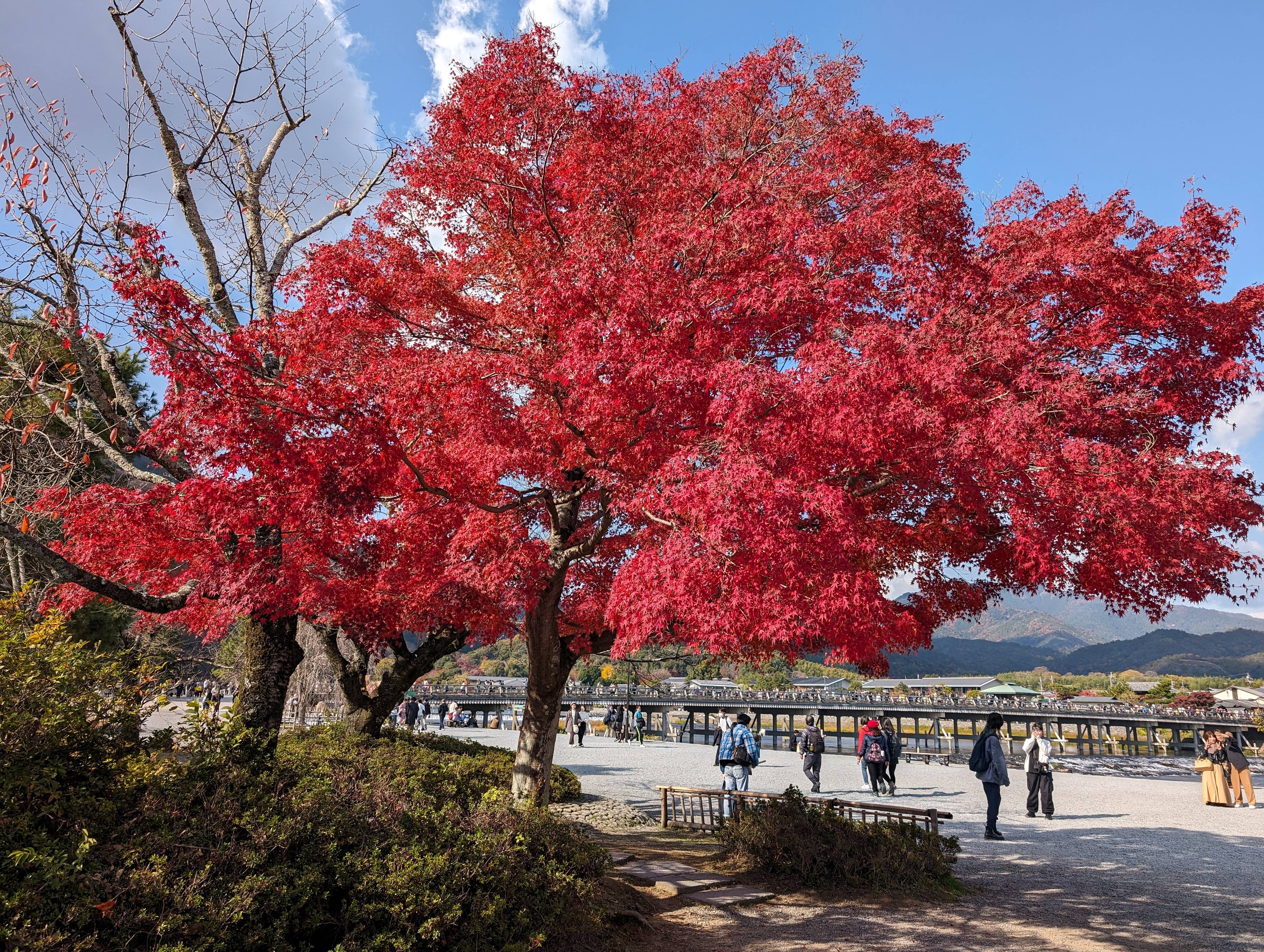 中之島公園紅葉