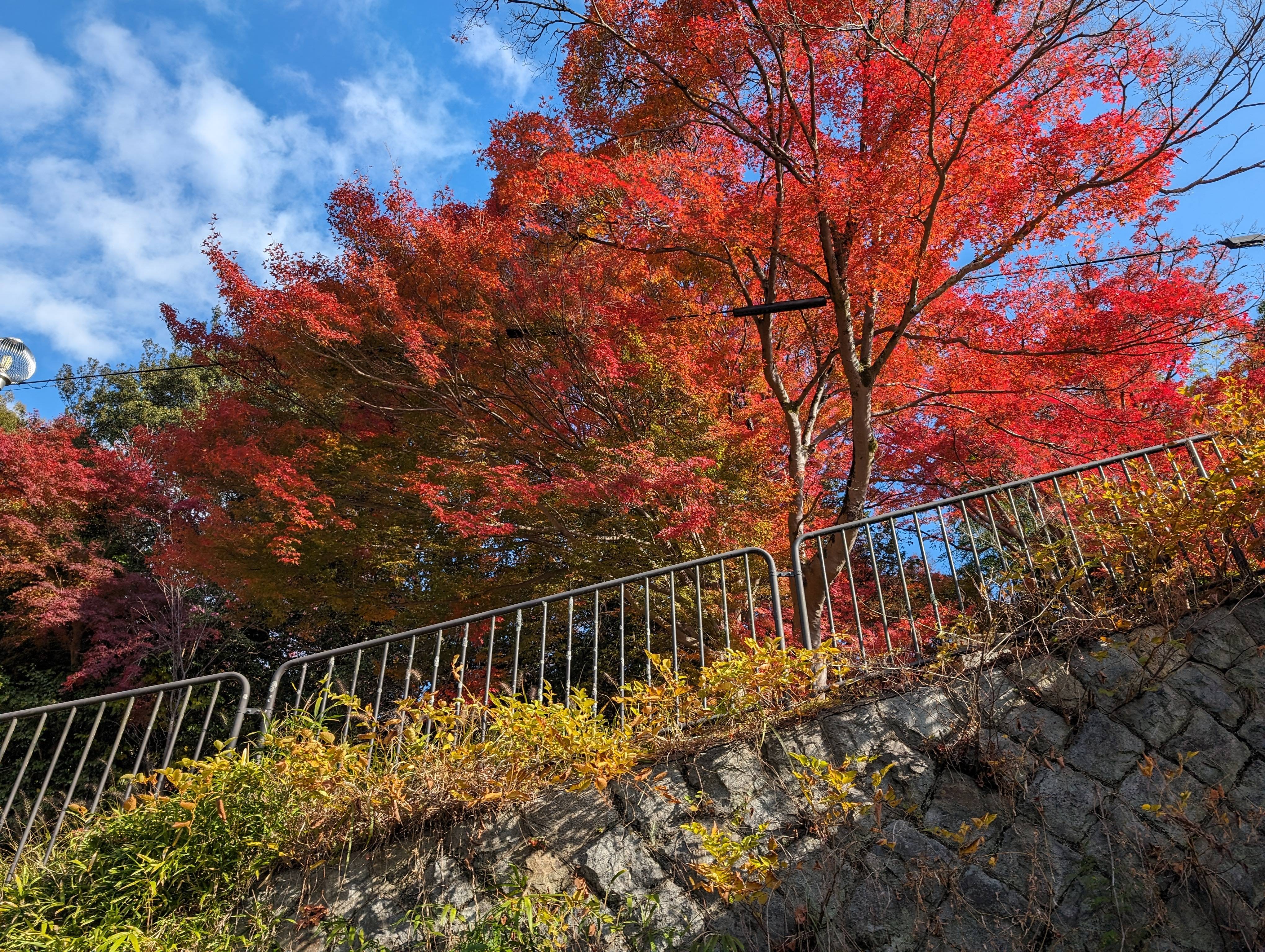 疏水道旁的紅葉
