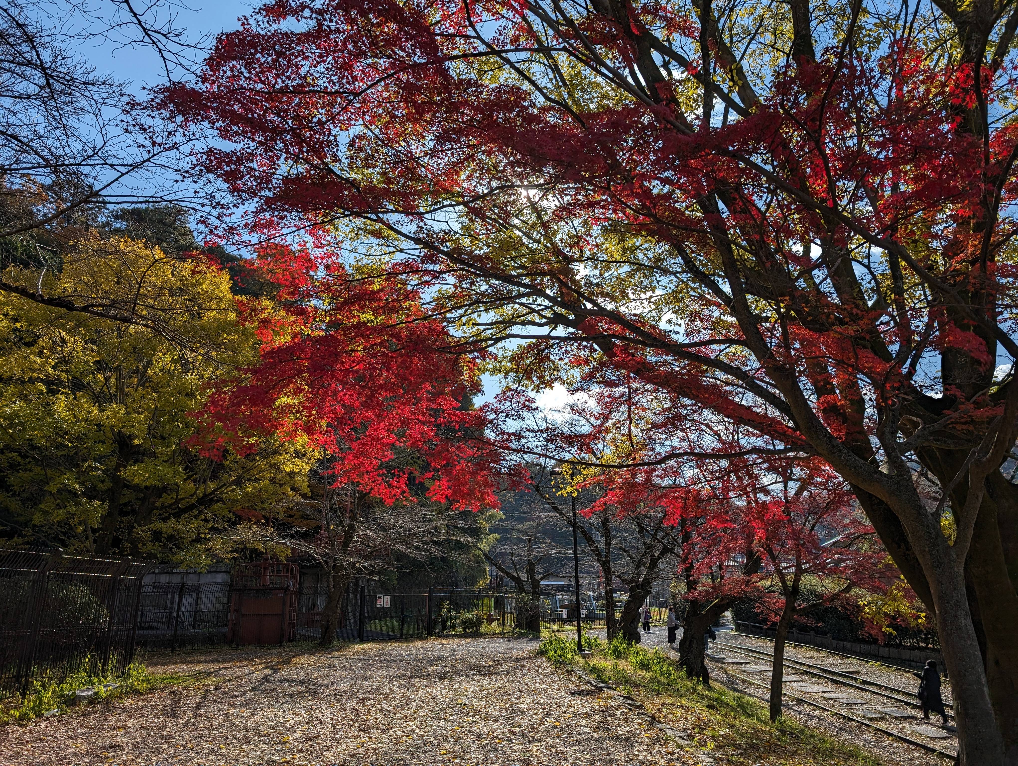 蹴上疏水公園的紅葉