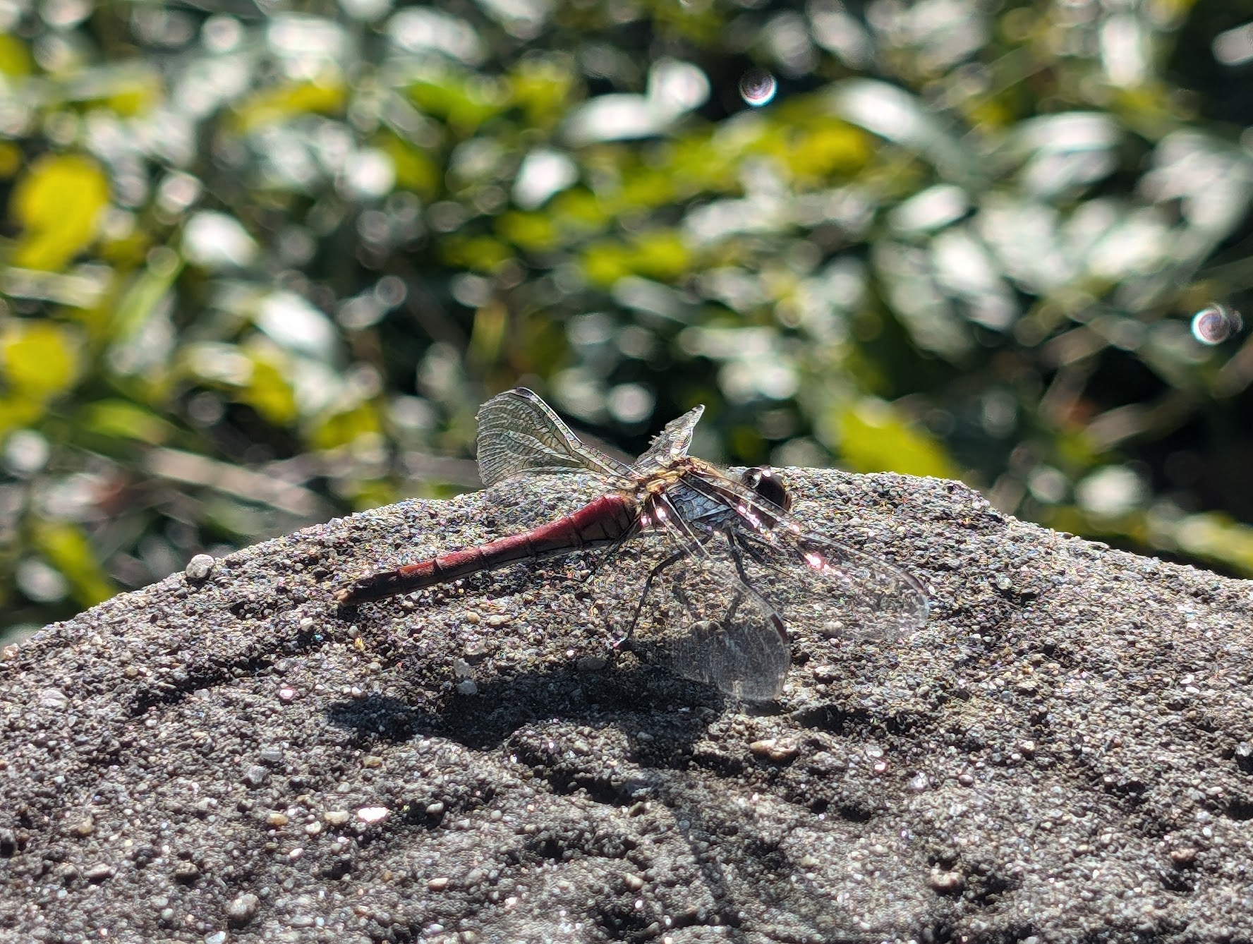 意外遇到的嬌客