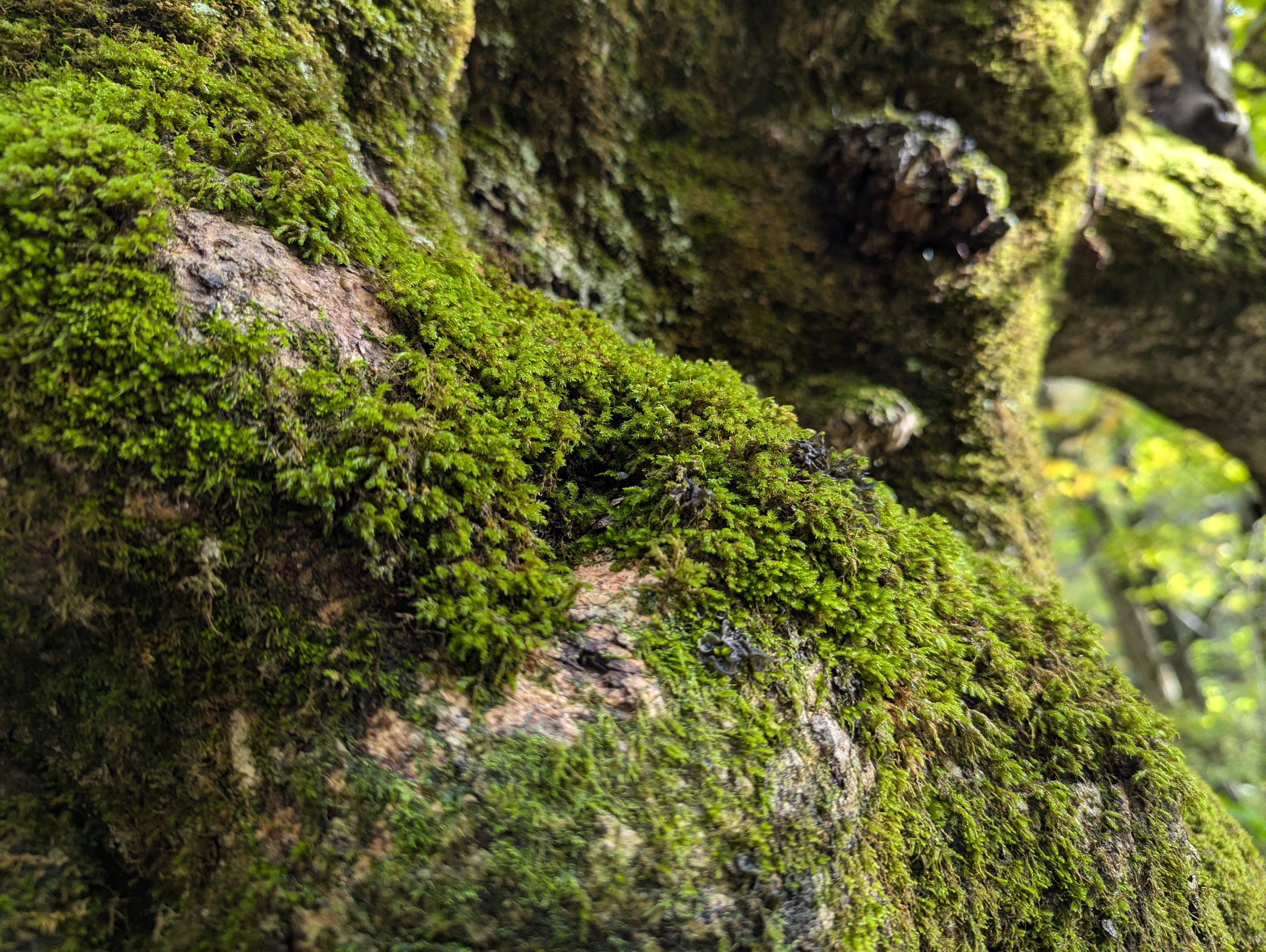 苔癬真的很可愛