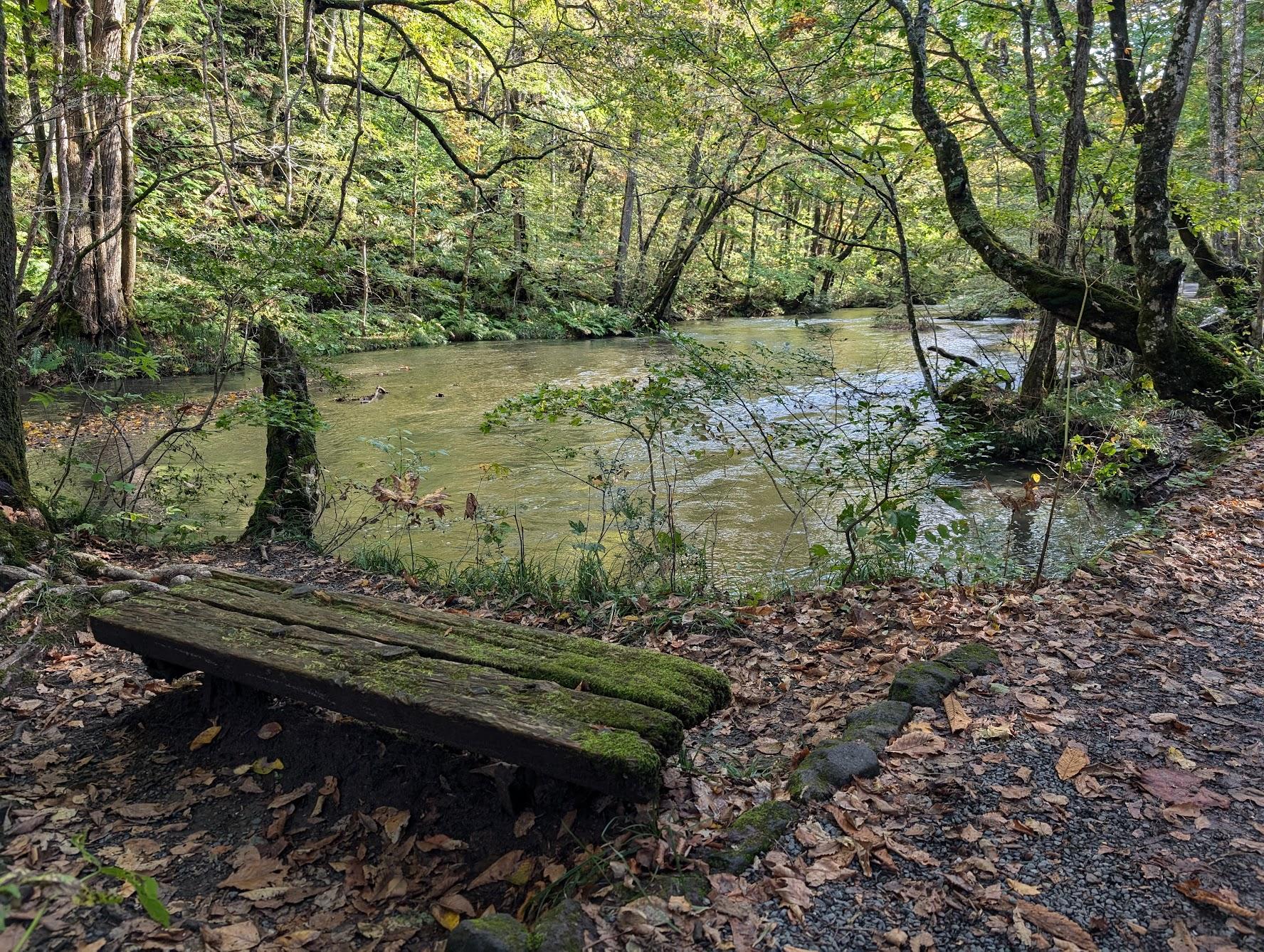 長滿青苔的木椅