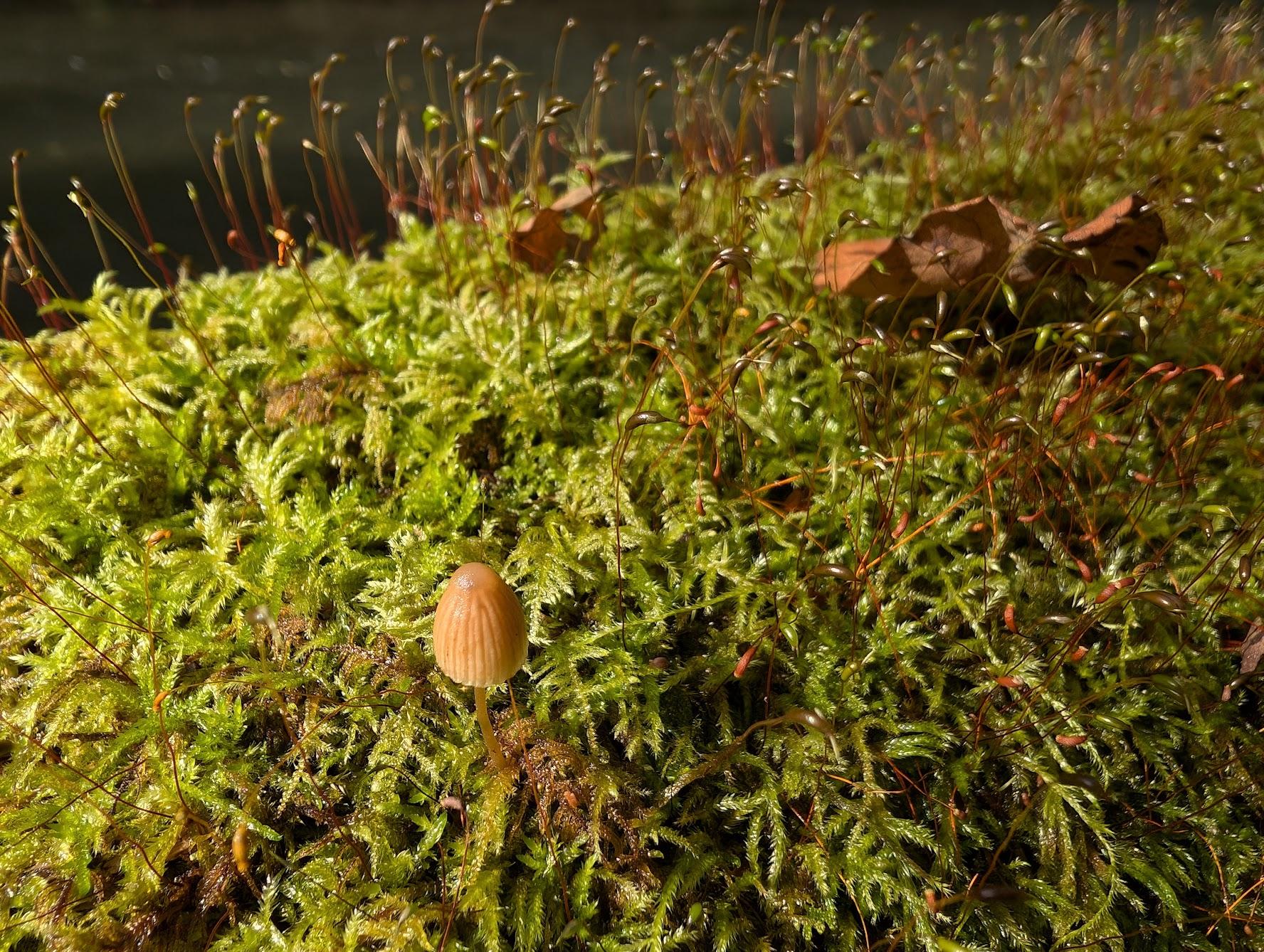 不知名的菇類與苔類