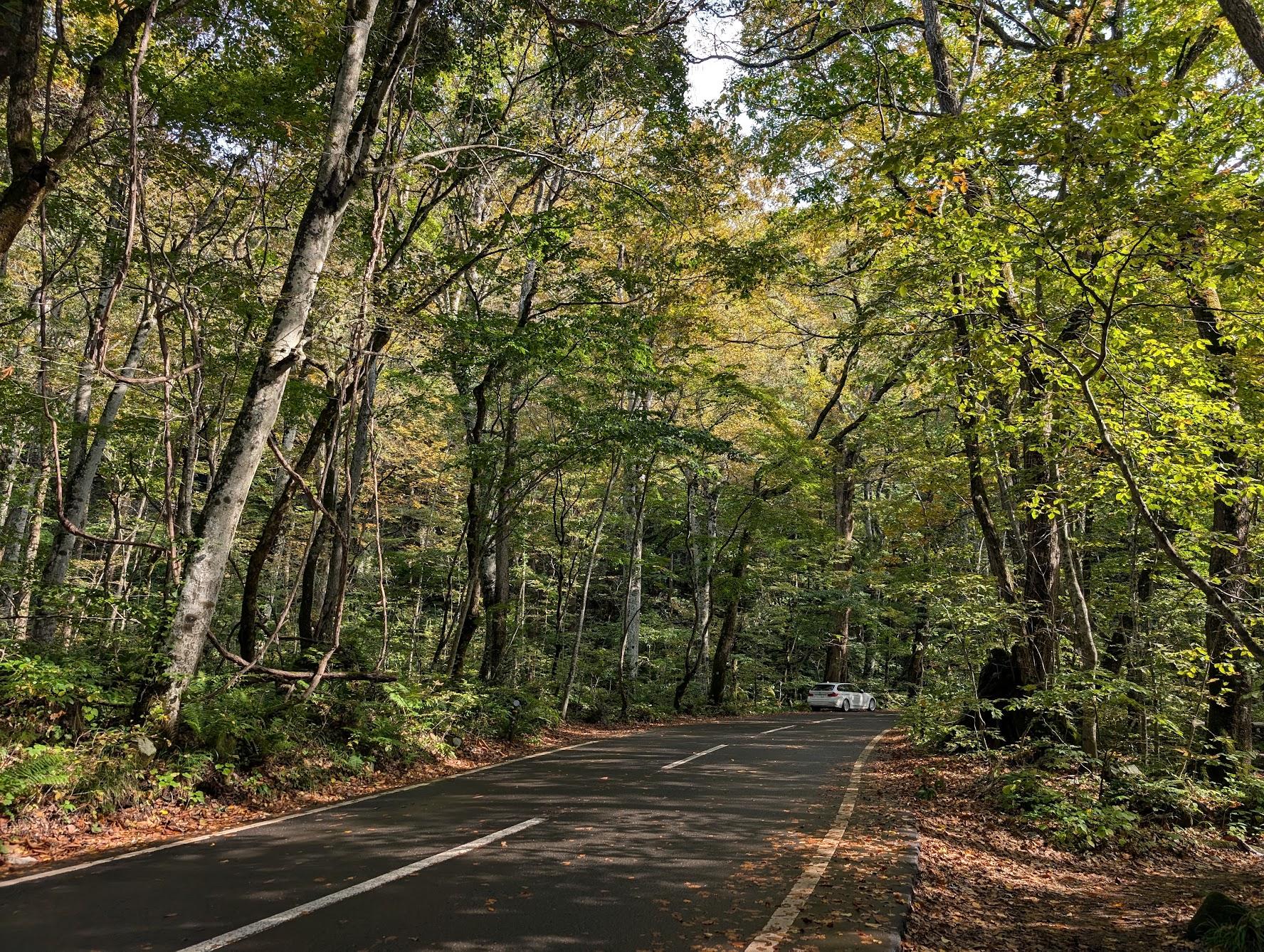 稍有秋意的林木