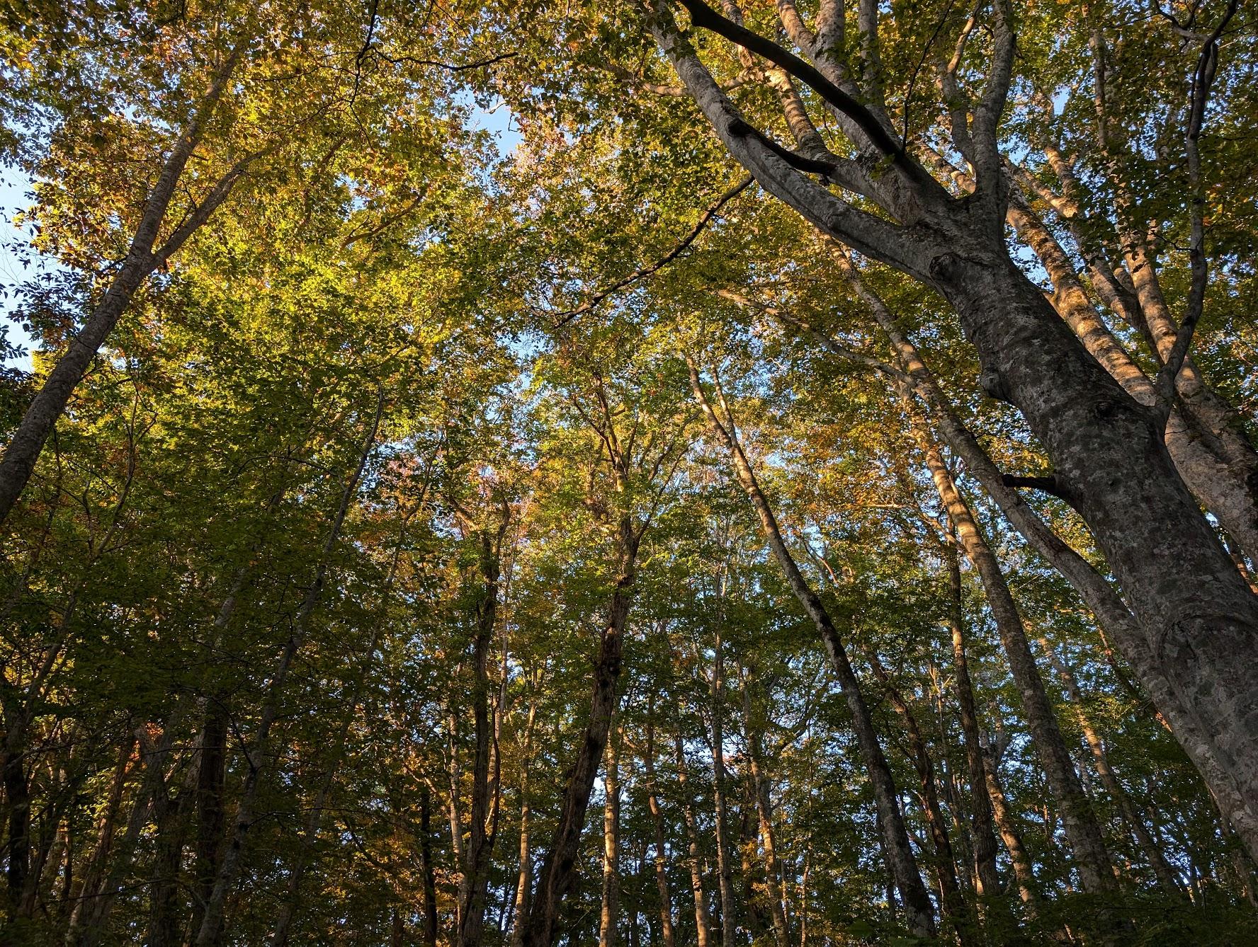 沼めぐりの小路